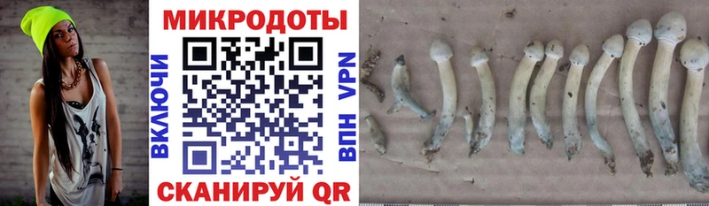 Псилоцибиновые грибы Psilocybine cubensis  Прокопьевск 